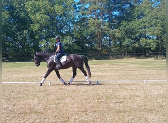 Schleswig, Castrone, 4 Anni, 166 cm, Morello