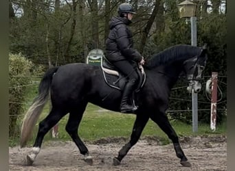 Schleswig, Castrone, 4 Anni, 168 cm, Grigio ferro