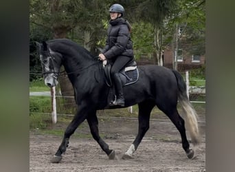 Schleswig, Castrone, 4 Anni, 168 cm, Grigio ferro