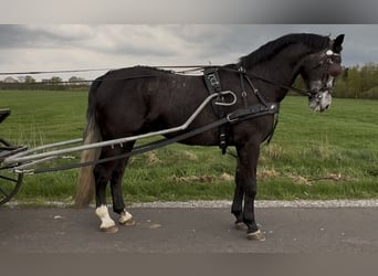 Schleswig, Castrone, 4 Anni, 168 cm, Grigio ferro