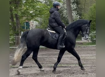 Schleswig, Castrone, 4 Anni, 168 cm, Grigio ferro
