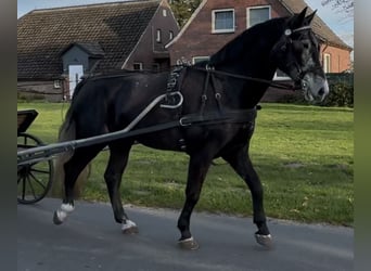 Schleswig, Castrone, 4 Anni, 168 cm, Grigio ferro