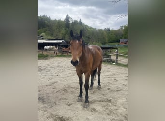 Schleswig, Castrone, 4 Anni, 170 cm, Baio