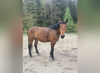 Schleswig, Castrone, 4 Anni, 170 cm, Baio