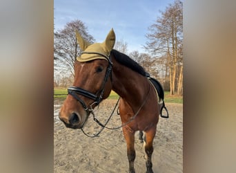 Schleswig, Castrone, 6 Anni, 167 cm, Baio