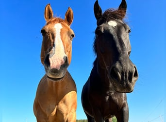 Schleswig, Castrone, 6 Anni, 168 cm, Morello