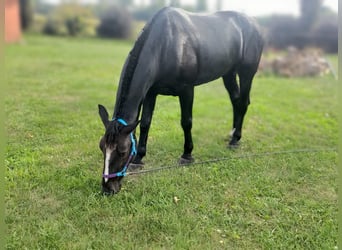 Schleswig, Castrone, 7 Anni, 174 cm, Morello