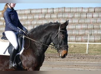 Schleswig, Castrone, 8 Anni, 165 cm