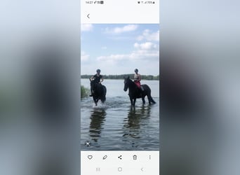 Schleswig, Castrone, 8 Anni, 165 cm, Morello