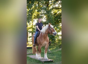 Schleswig, Gelding, 10 years, 17.1 hh, Chestnut-Red