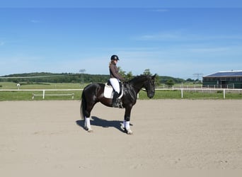 Schleswig, Gelding, 6 years, 16 hh, Black
