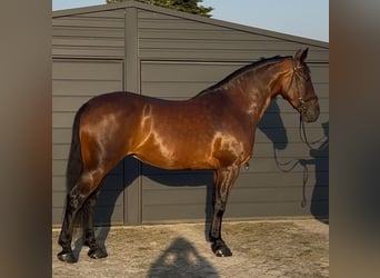 Schleswig, Giumenta, 11 Anni, 164 cm, Baio