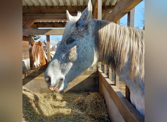 Schleswig, Giumenta, 12 Anni, 168 cm, Grigio trotinato