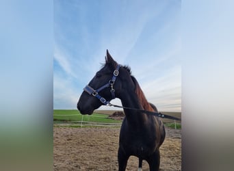 Schleswig, Giumenta, 2 Anni, 150 cm, Morello