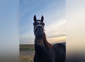 Schleswig, Giumenta, 2 Anni, 150 cm, Morello