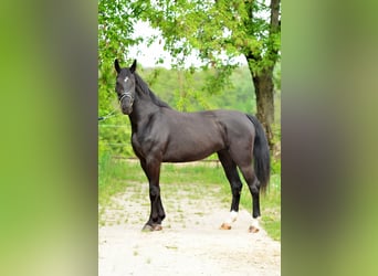 Schleswig, Giumenta, 3 Anni, 168 cm, Morello