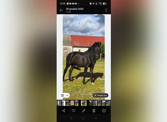 Schleswig, Giumenta, 3 Anni, Morello