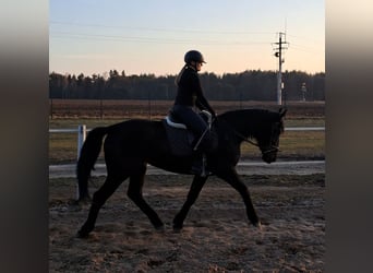Schleswig, Giumenta, 4 Anni, 167 cm, Baio nero