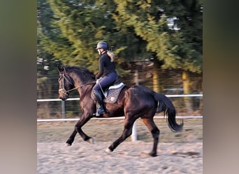 Schleswig, Giumenta, 4 Anni, 167 cm, Baio nero