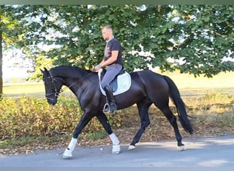 Schleswig Mix, Giumenta, 4 Anni, 167 cm, Morello