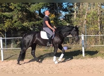 Schleswig Mix, Giumenta, 4 Anni, 167 cm, Morello