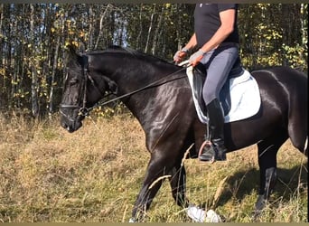 Schleswig Mix, Giumenta, 4 Anni, 167 cm, Morello