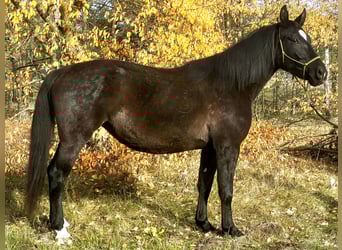 Schleswig, Giumenta, 4 Anni, 168 cm, Morello