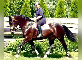 Schleswig, Giumenta, 5 Anni, 169 cm, Baio scuro