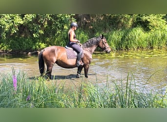 Schleswig, Giumenta, 6 Anni, 167 cm, Baio scuro