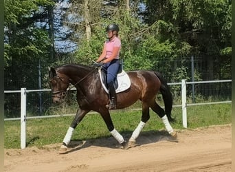 Schleswig, Giumenta, 6 Anni, 168 cm, Baio scuro