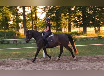 Schleswig, Giumenta, 6 Anni, 168 cm, Baio scuro