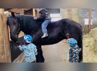 Schleswig, Mare, 15 years, 16 hh, Black