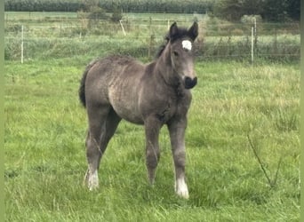Schleswig Mix, Mare, 1 year, Bay-Dark