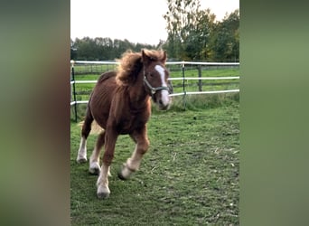 Schleswig, Stallion, 1 year, Chestnut-Red