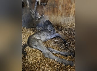 Schleswig, Stallion, Foal (03/2026), Black