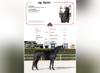 Schleswig, Stallone, 3 Anni, 164 cm, Baio nero