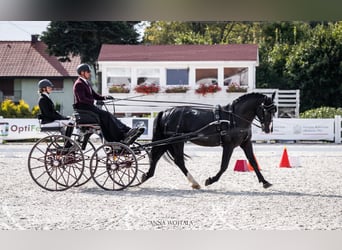 Schleswig, Stallone, 7 Anni, 168 cm, Morello