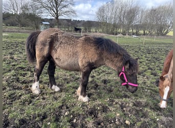 Schleswiger Kaltblut Mix, Stute, 1 Jahr, Dunkelbrauner