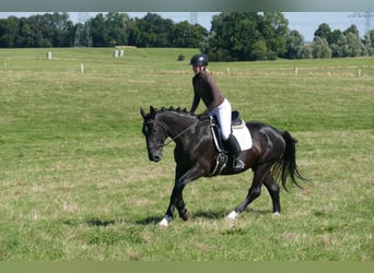 Schleswiger Kaltblut, Wallach, 6 Jahre, 163 cm, Rappe