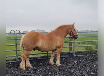 Schleswiger Kaltblut, Wallach, 7 Jahre, 170 cm, Fuchs