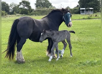 Schleswiger koudbloed Mix, Merrie, 1 Jaar, Donkerbruin