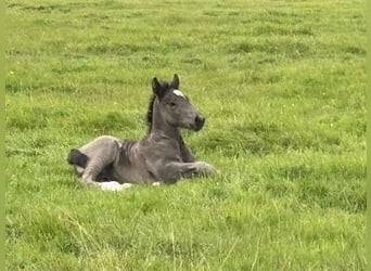 Schleswiger koudbloed Mix, Merrie, 1 Jaar, Donkerbruin