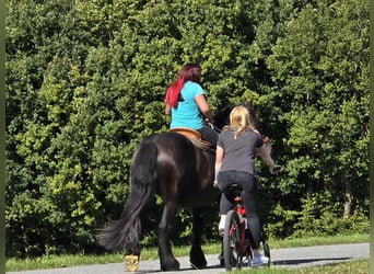 Schleswiger koudbloed, Merrie, 3 Jaar, 156 cm, Zwart