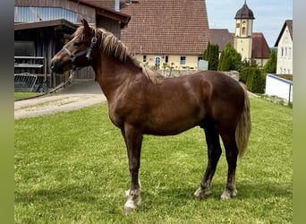 Schwarzwälder Fuchs, Hengst, 1 Jaar, 154 cm, Donkere-vos