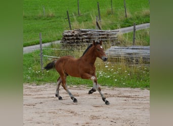 Schwarzwälder Fuchs, Hengst, 1 Jaar, 155 cm, Bruin