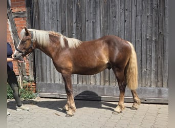 Schwarzwälder Fuchs, Hengst, 1 Jaar, Donkere-vos
