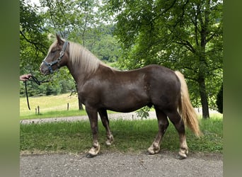 Schwarzwälder Fuchs, Hengst, 1 Jahr, 155 cm, Dunkelfuchs