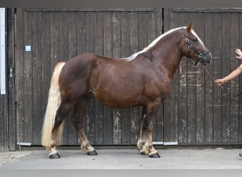 Schwarzwälder Fuchs, Hengst, 2 Jaar, 155 cm, Donkere-vos