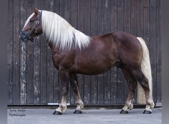 Schwarzwälder Fuchs, Hengst, 2 Jaar, 155 cm, Donkere-vos