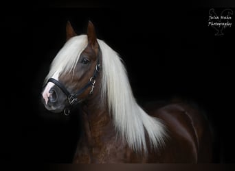 Schwarzwälder Fuchs, Hengst, 2 Jaar, 155 cm, Donkere-vos